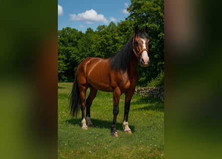 Selle français, Klacz, 10 lat, 152 cm, Gniada