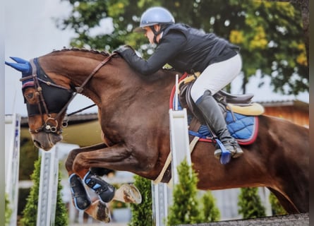 Selle français, Klacz, 10 lat, 164 cm, Ciemnokasztanowata