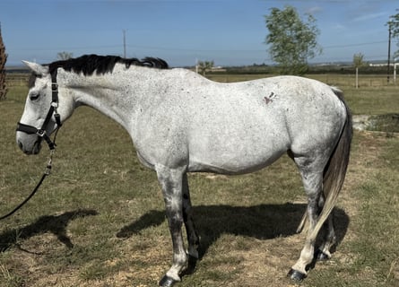 Selle français, Klacz, 10 lat, 165 cm, Siwa