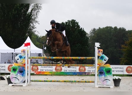 Selle français, Klacz, 11 lat, 168 cm, Cisawa