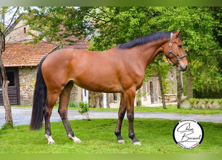 Selle français, Klacz, 4 lat, 166 cm, Gniada