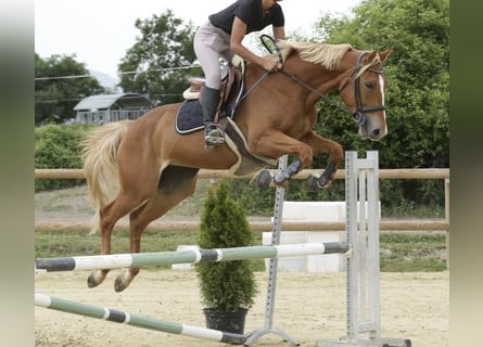 Selle français, Klacz, 5 lat, 162 cm, Kasztanowata