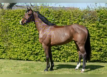 Selle français, Klacz, 5 lat, 164 cm, Gniada