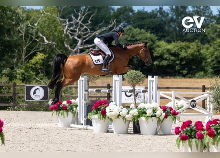 Selle français, Klacz, 5 lat, 167 cm, Gniada