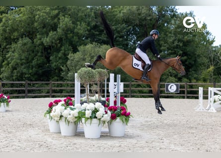 Selle français, Klacz, 5 lat, 167 cm, Gniada
