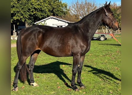 Selle français, Klacz, 5 lat, 167 cm, Skarogniada