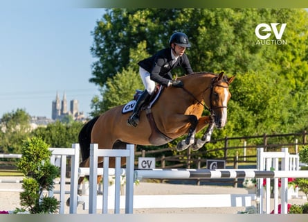 Selle français, Klacz, 6 lat, 165 cm, Gniada
