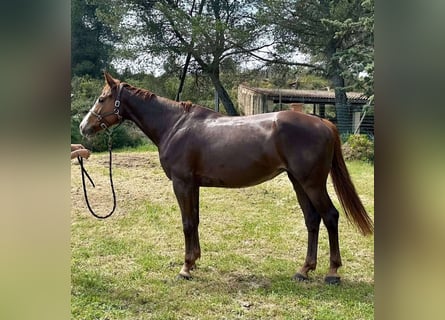 Selle français, Klacz, 6 lat, 166 cm, Kasztanowata