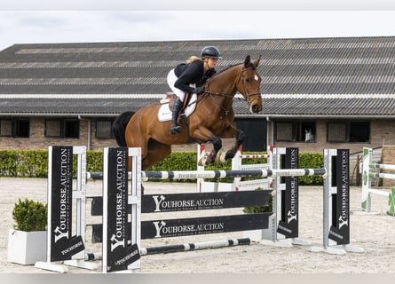 Selle français, Klacz, 7 lat, 165 cm