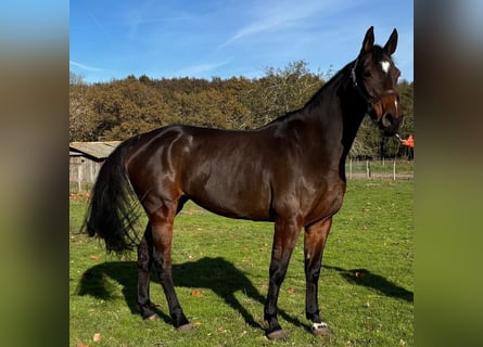 Selle français, Klacz, 7 lat, 167 cm, Ciemnogniada