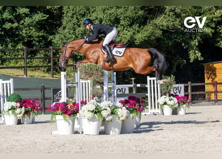 Selle français, Klacz, 7 lat, 168 cm, Gniada