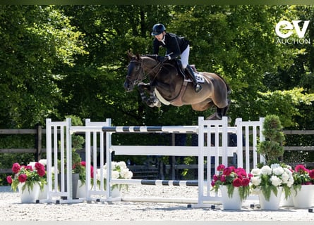 Selle français, Klacz, 8 lat, 167 cm, Skarogniada