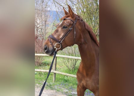 Selle français, Klacz, 8 lat, 173 cm, Ciemnokasztanowata