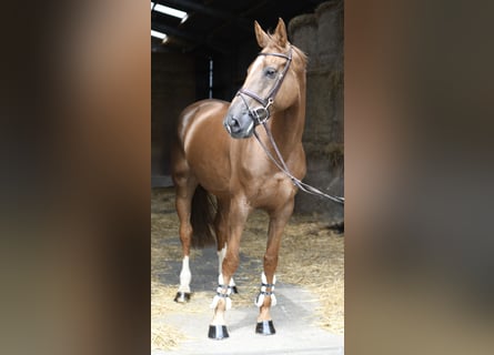Selle français, Klacz, 8 lat, 175 cm, Ciemnokasztanowata
