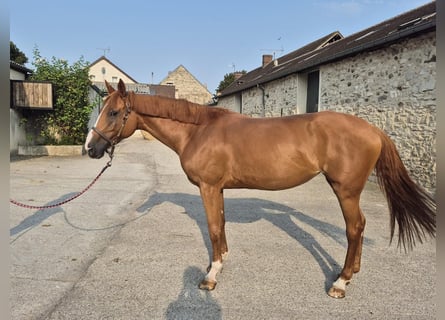 Selle français, Klacz, 9 lat, 162 cm, Kasztanowata