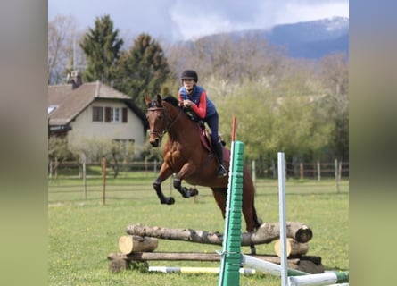 Selle Français, Mare, 10 years, 16 hh, Brown