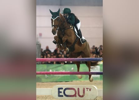 Selle Français, Mare, 11 years, 16 hh, Chestnut-Red