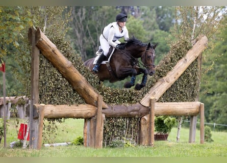 Selle Français, Mare, 12 years, 16.2 hh, Smoky-Black