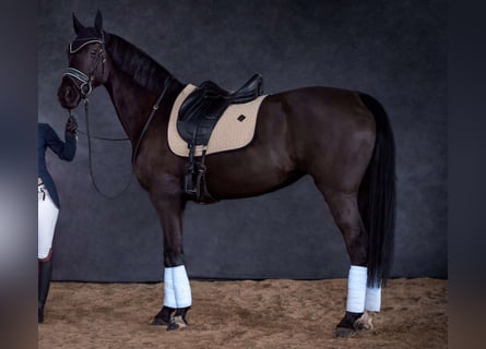 Selle Français, Mare, 13 years, 16,2 hh, Black