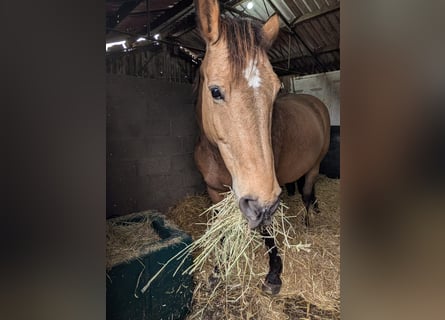 Selle Français Mix, Mare, 15 years, 15.1 hh, Buckskin
