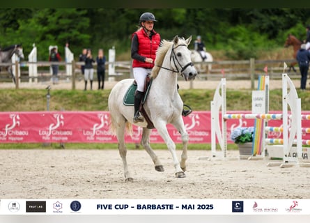 Selle Français, Mare, 17 years, 16,2 hh, Gray