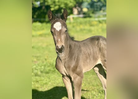 Selle Français, Mare, 1 year, 16 hh, Black