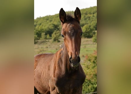Selle Français, Mare, 1 year, 16 hh