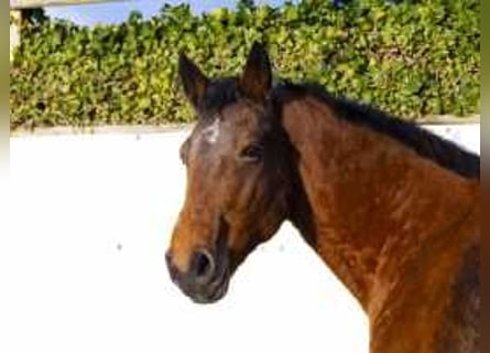 Selle Français, Mare, 21 years, 16 hh, Brown