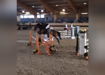 Selle Français, Mare, 21 years, 16,3 hh