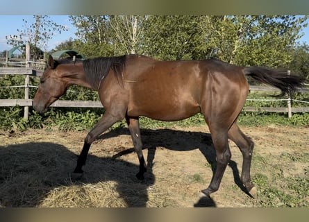 Selle Français, Mare, 3 years, 16 hh, Brown