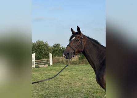 Selle Français, Mare, 4 years, 15,3 hh, Brown