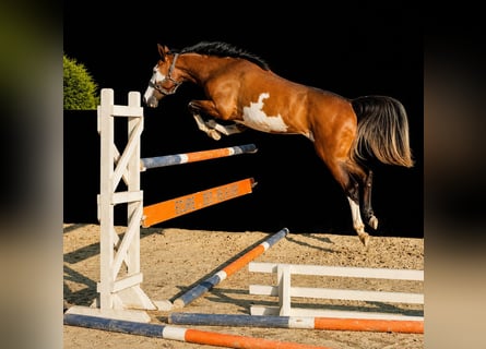 Selle Français, Mare, 4 years, 16 hh