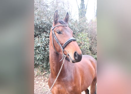Selle Français, Mare, 5 years, 16.1 hh, Brown