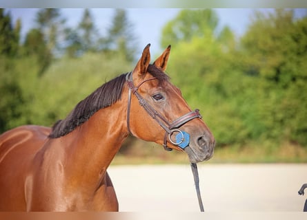 Selle Français, Mare, 5 years, 16.2 hh, Brown