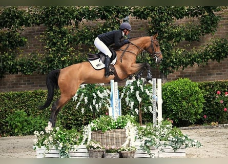 Selle Français, Mare, 5 years, 16 hh, Brown