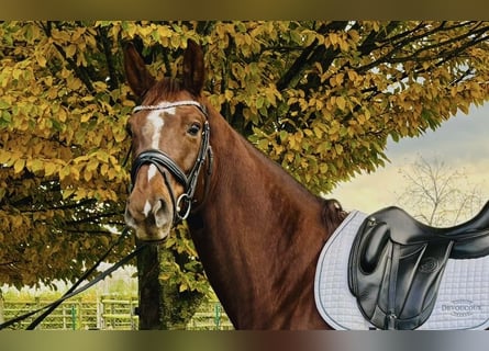 Selle Français, Mare, 5 years, 17 hh, Chestnut