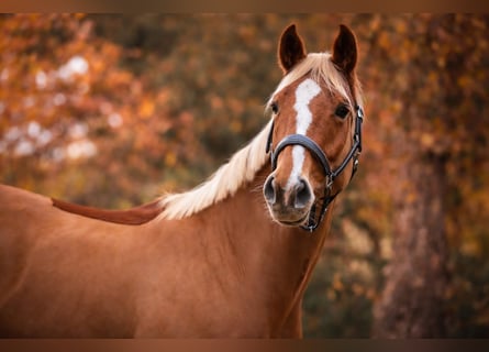 Selle Français, Mare, 6 years, 15,3 hh, Chestnut-Red