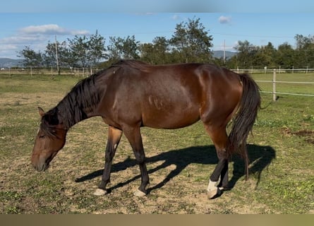 Selle Français, Mare, 6 years, 16,2 hh, Brown