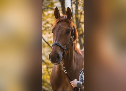 Selle Français, Mare, 6 years, 16,2 hh, Chestnut-Red
