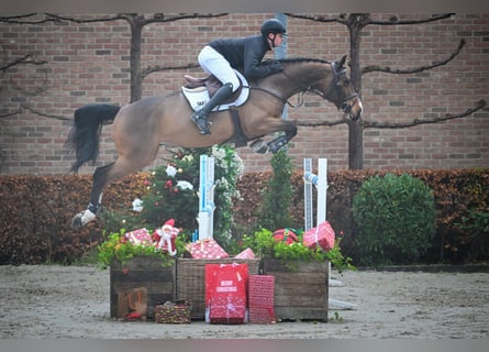 Selle Français, Mare, 6 years, Brown