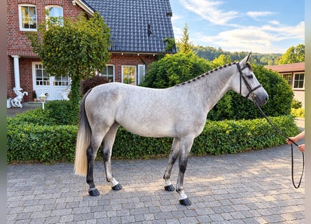 Selle Français, Mare, 6 years, Grey