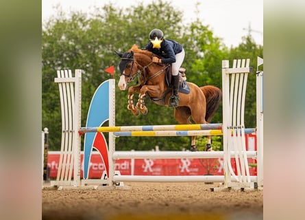 Selle Français, Mare, 7 years, 13,1 hh, Chestnut-Red