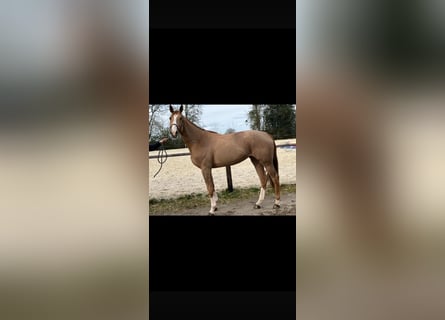 Selle Français, Mare, 7 years, 16 hh, Chestnut-Red