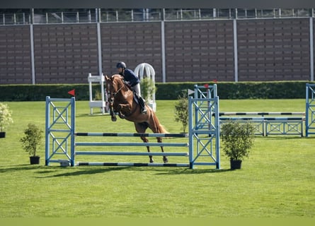Selle Français, Mare, 7 years, 16 hh, Chestnut