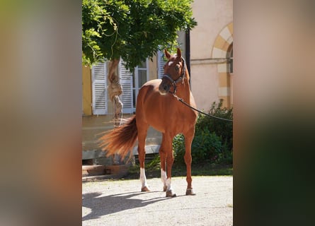 Selle Français, Mare, 7 years, 16,1 hh, Chestnut-Red