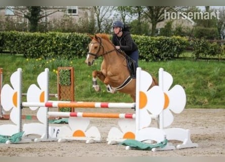 Selle Français Mix, Mare, 7 years, Chestnut