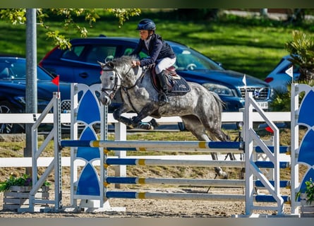 Selle Français, Mare, 8 years, 13,2 hh, Grey