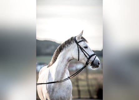 Selle Français, Mare, 8 years, 16 hh, Gray