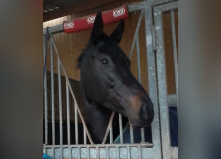 Selle Français, Mare, 8 years, 16,2 hh, Black