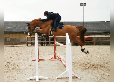 Selle Français, Mare, 8 years, 17 hh, Chestnut-Red